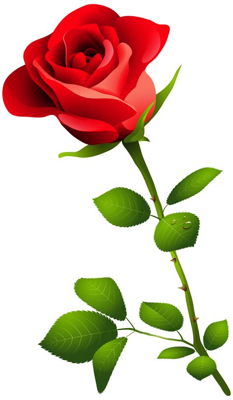 red rose pic free download|free printable red roses images.